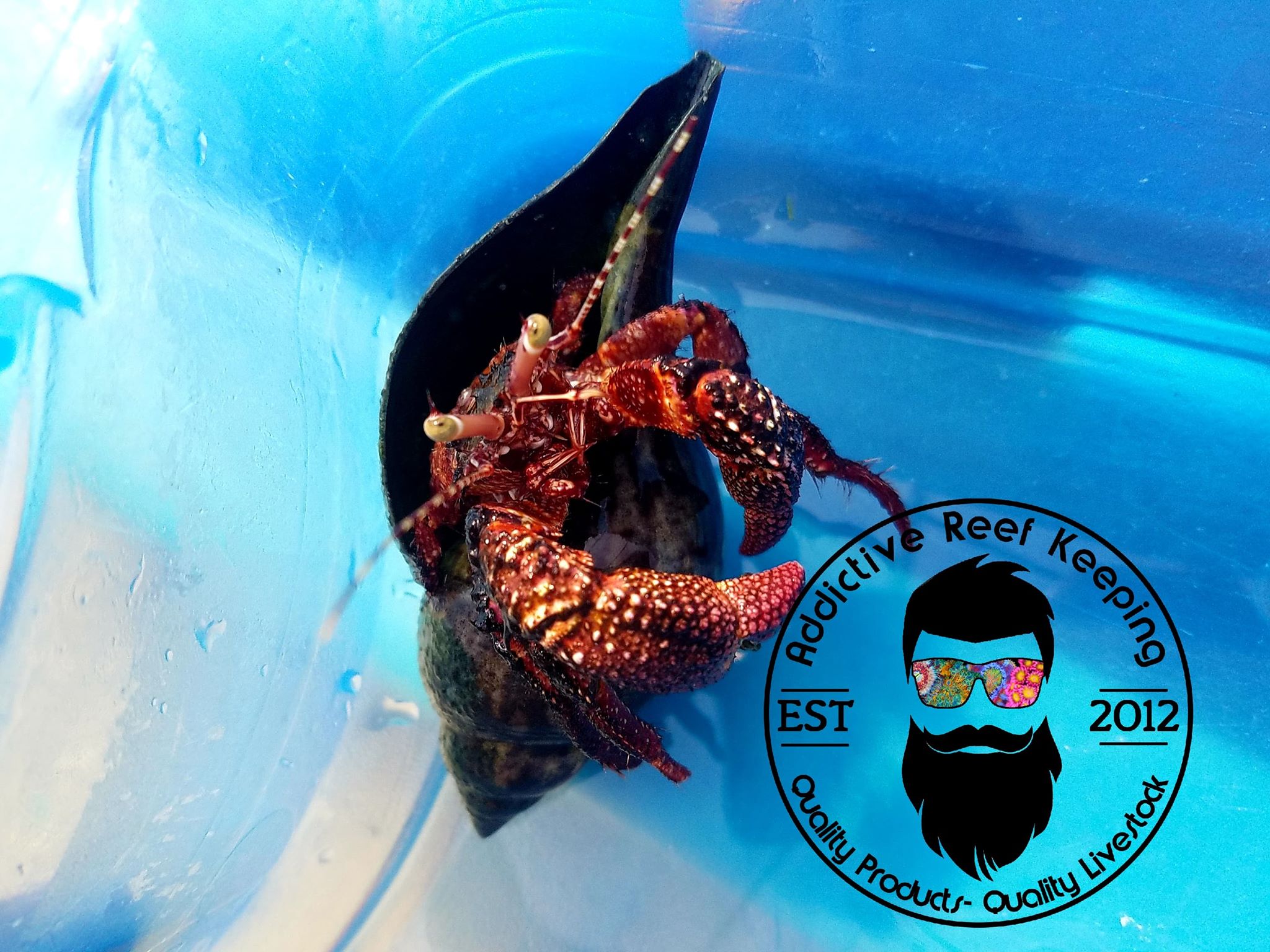 Red Giant Hermit Crab Large