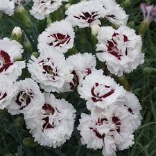 Scent First Coconut Surprise Dianthus, 1 gallon
