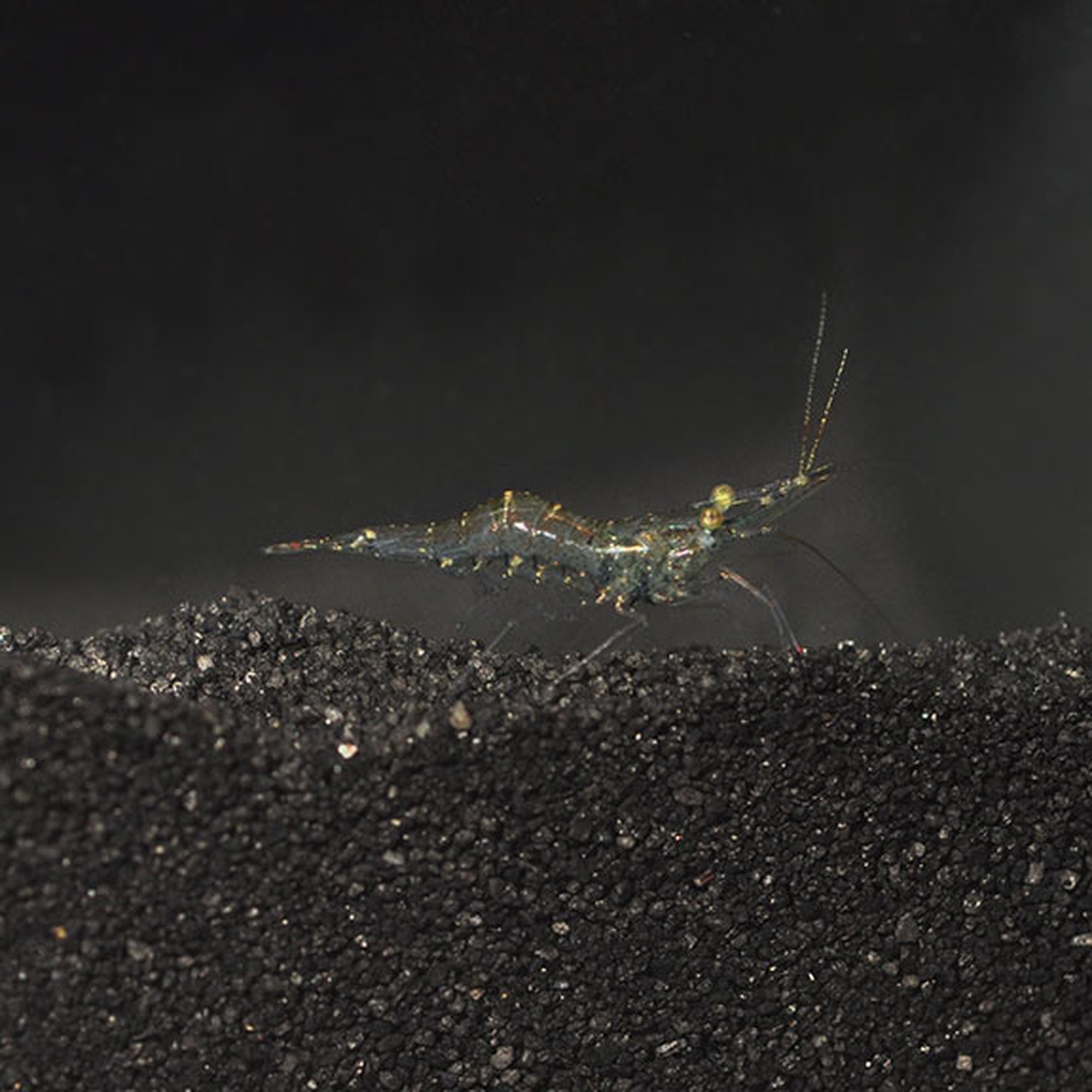 Ghost Shrimp