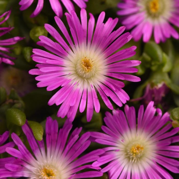 Ice Plant Sandgem Fuschia Quart