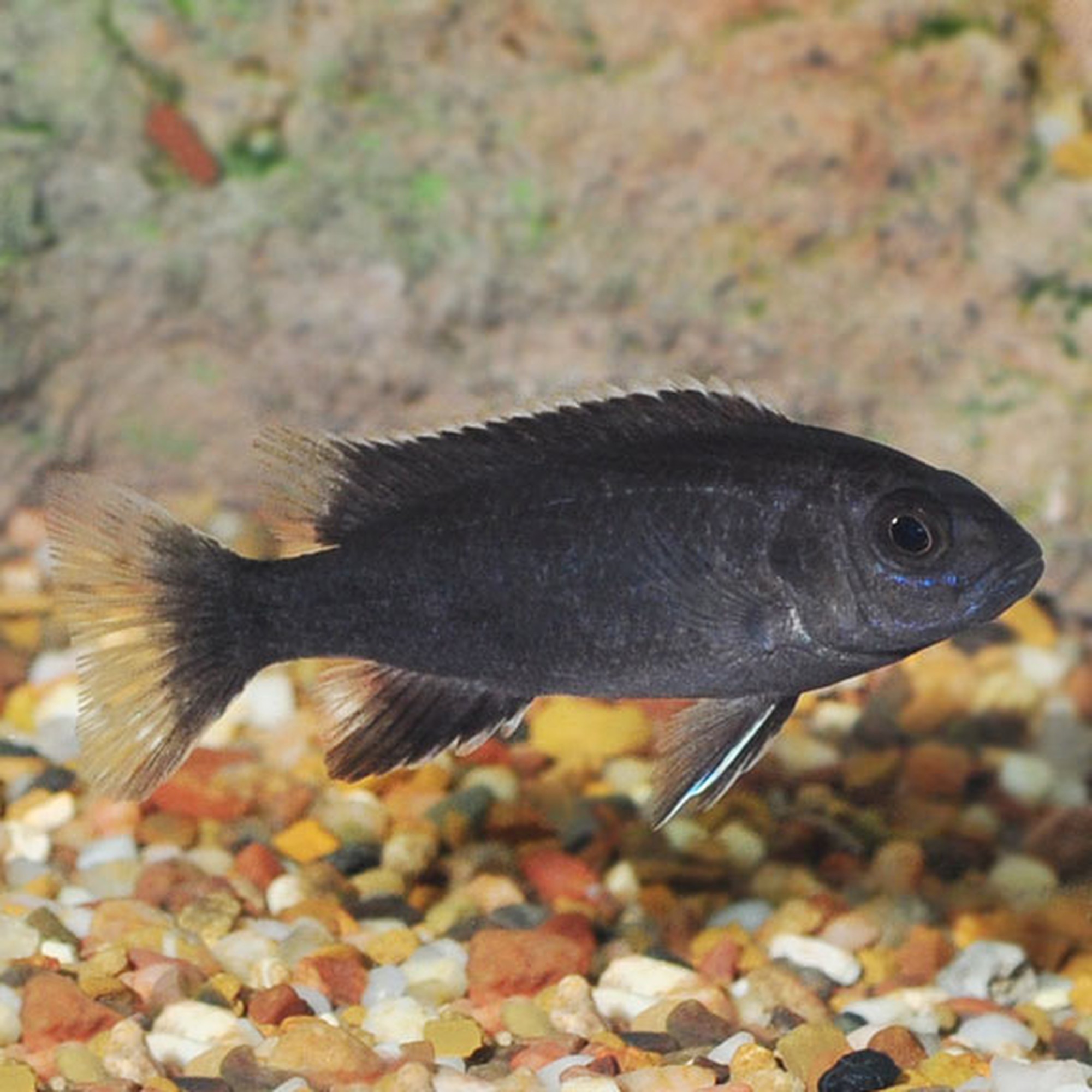 Pseudotropheus Acei ( Yellow Tail )