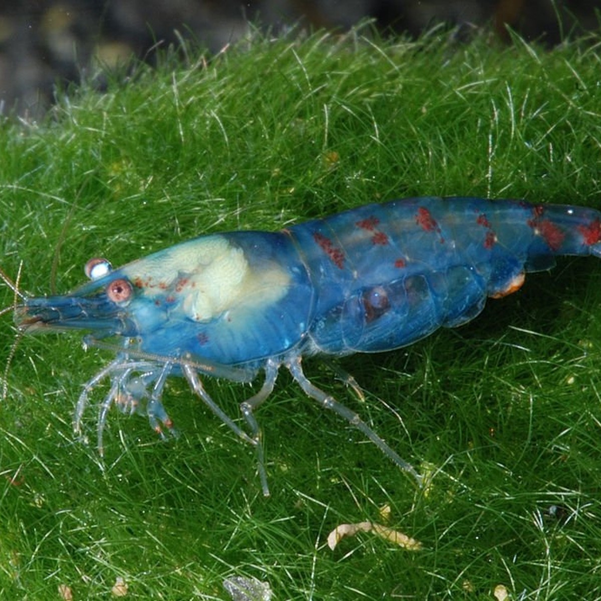 Snowball Shrimp