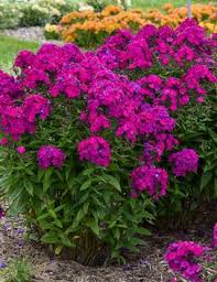 Nicky Tall Garden Phlox, 1 gallon