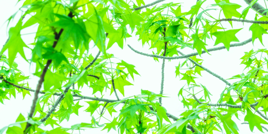 2名コース／延長(税抜)