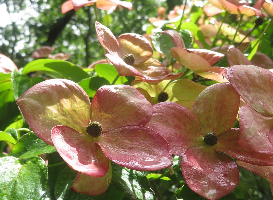 Stellar Pink® Dogwood (Cornus x 'Rutgan') B&B 10-12'
