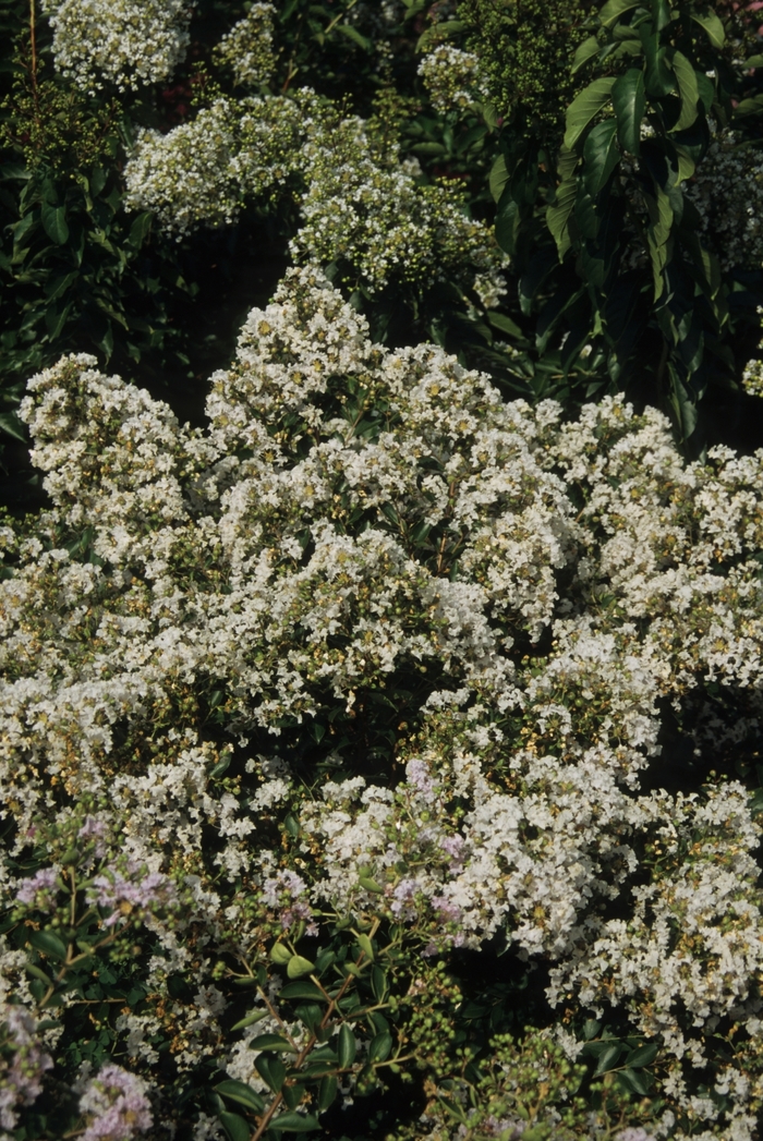 Crape Myrtle Pocomoke 7 Gal