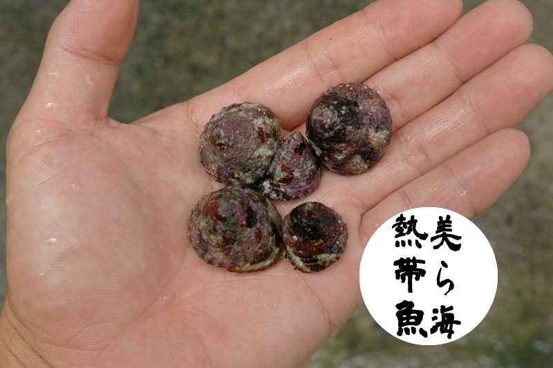 ニシキウズガイ3個体（送料/梱包費込み）