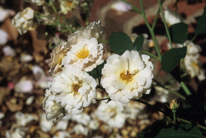 Rose Pop Corn 5 Gal