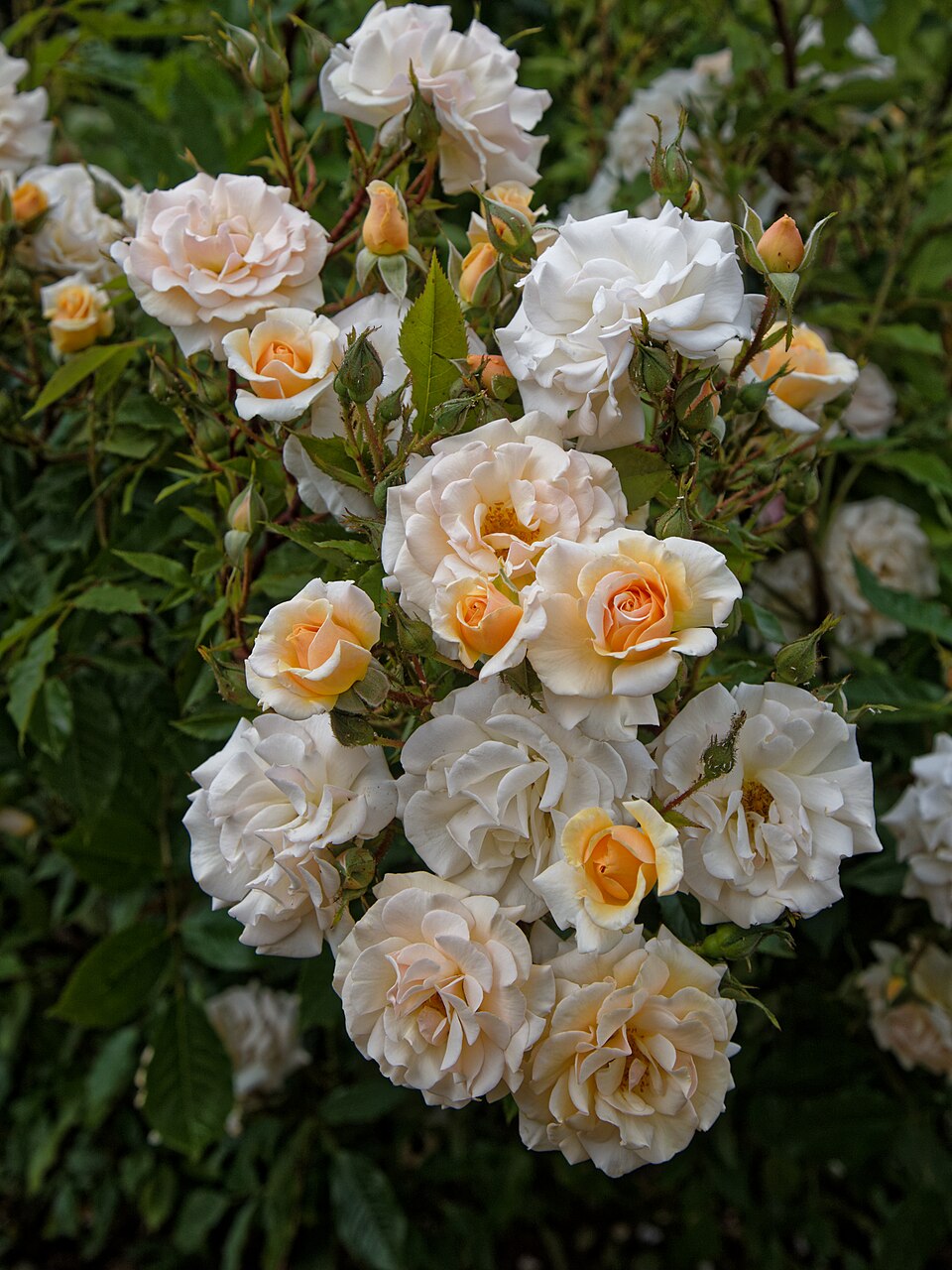 Rosa 'ChewNiceBell' (Italian Ice)