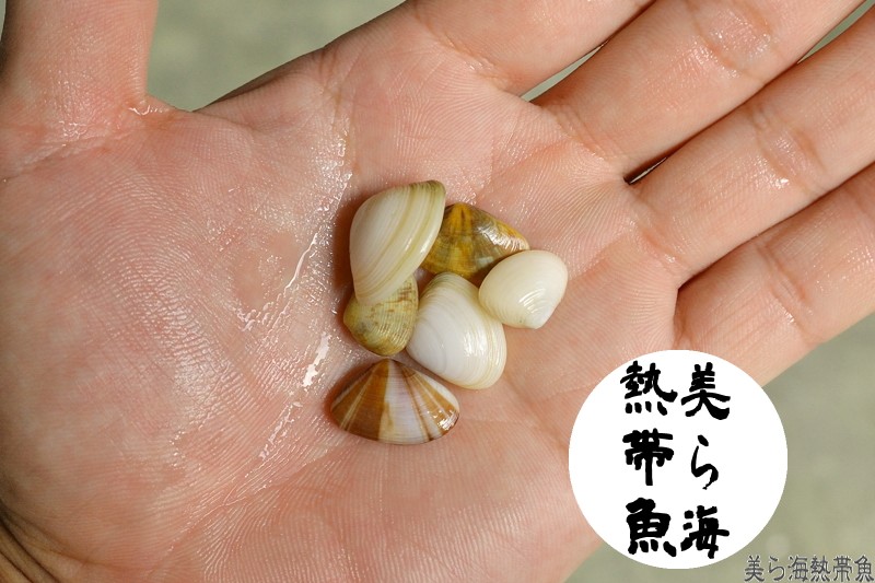 サンゴ礁二枚貝「好気層タイプ3個体と嫌気層タイプ2個体」（送料/梱包費込み）