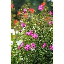 Raspberry Smoothie Rose of Sharon (Althea) (Hibiscus), 3 gallon