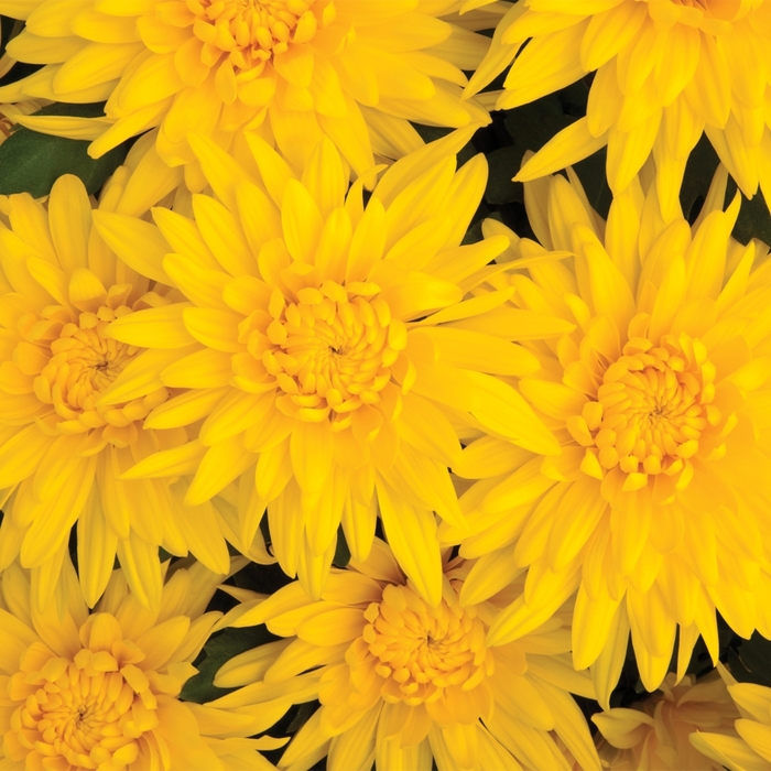 Osteospermum Zion Apricot Sun 1 Gal