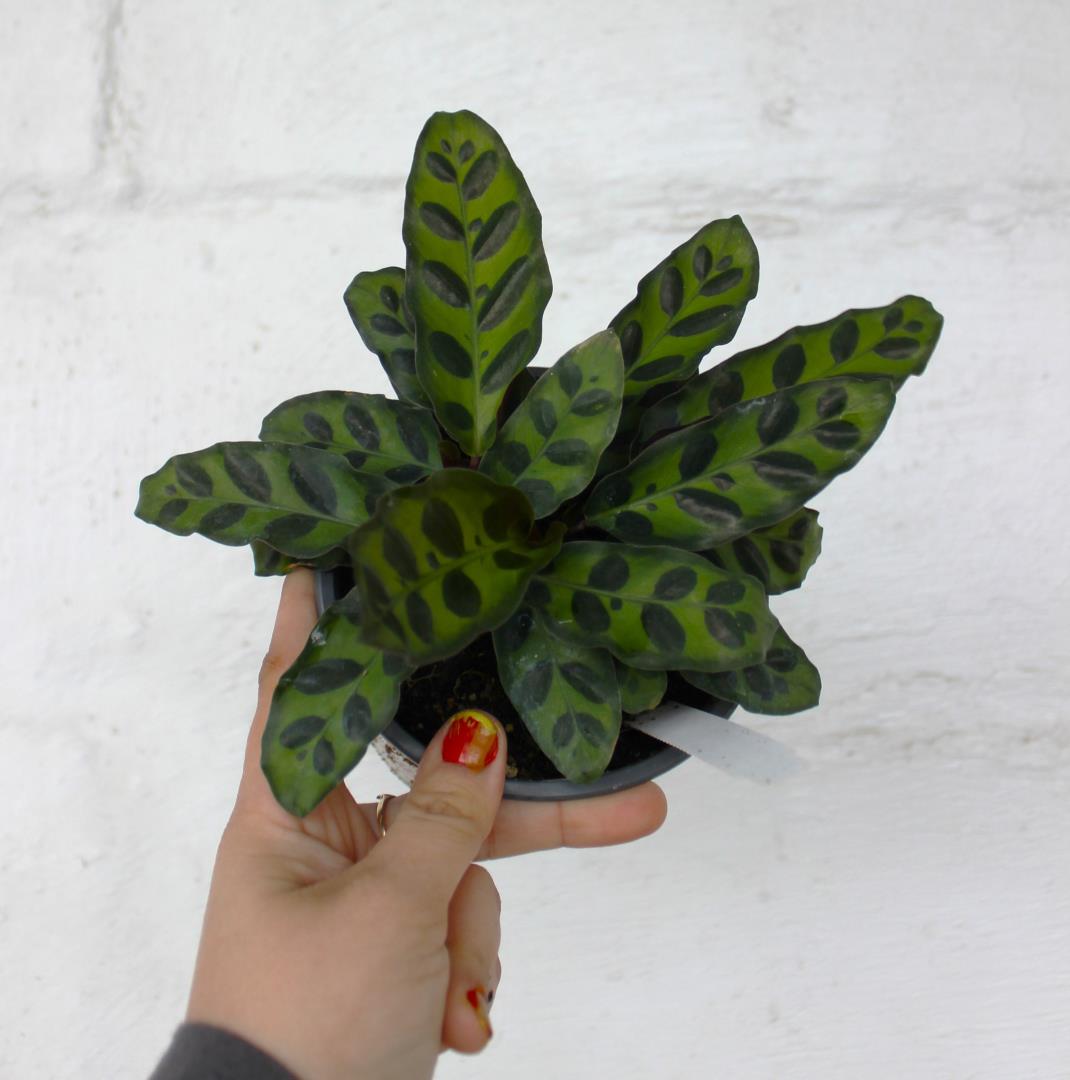 Calathea 'Rattlesnake'