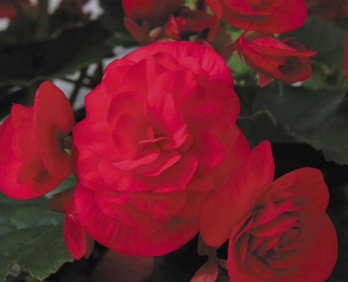 Begonia Rieger Dark Pink 1 Gal