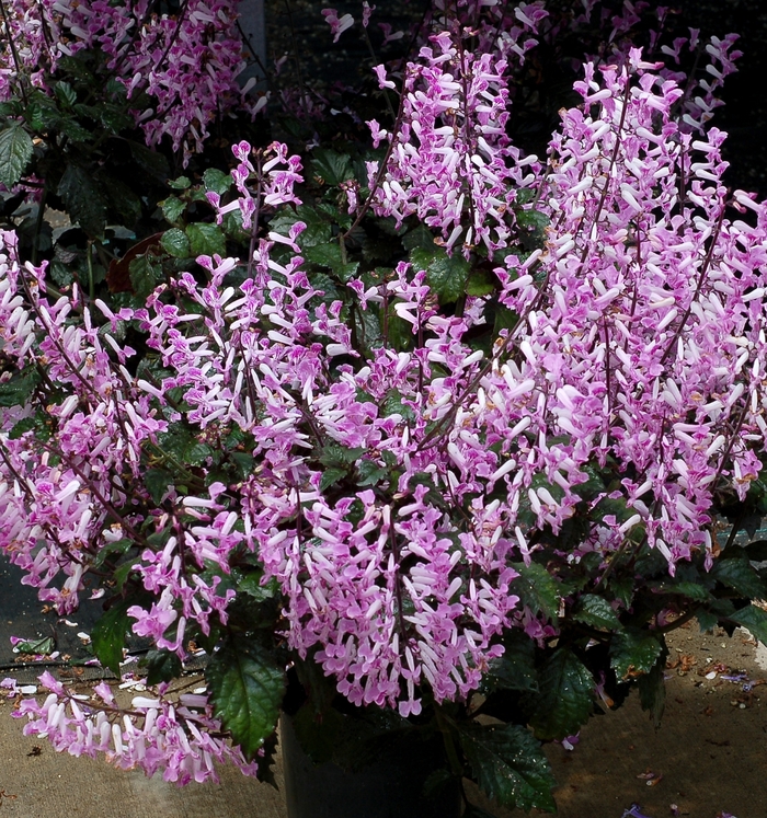 Spurflower Velvet Starlet 1 Gal