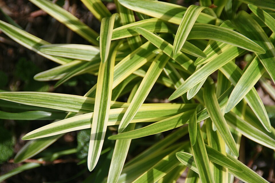 Liriope muscari 'Variegata' (Variegated Lily Turf)
