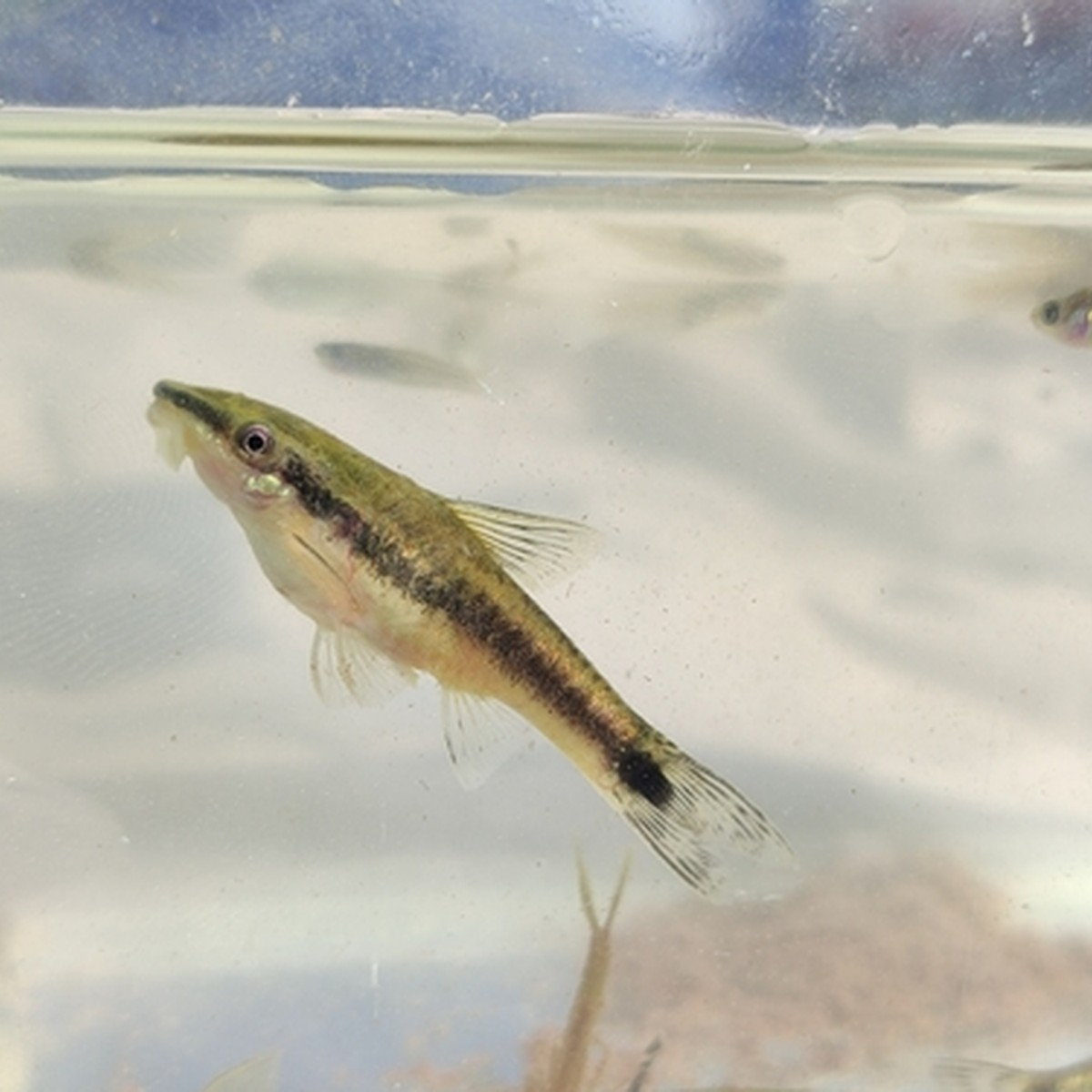 Otocinclus