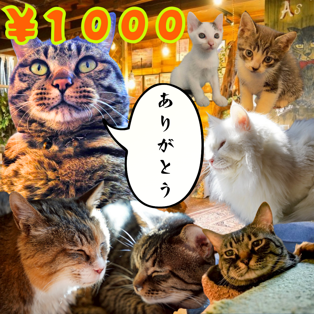 パトロン1000円