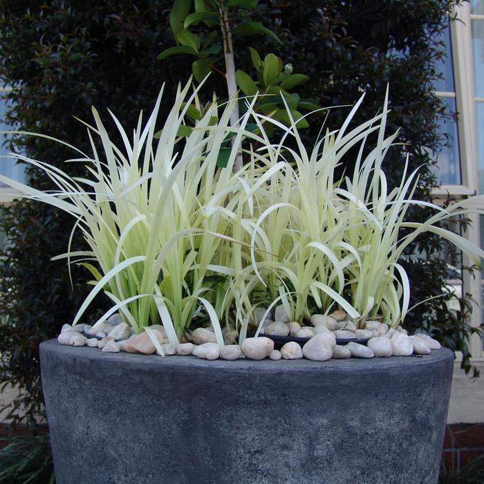 Liriope Purple Explosion 1 Gal