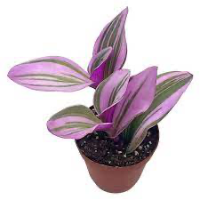 Tradescantia (Wandering Dude), 4"