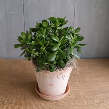 Jade Plant (Crassula), 6"
