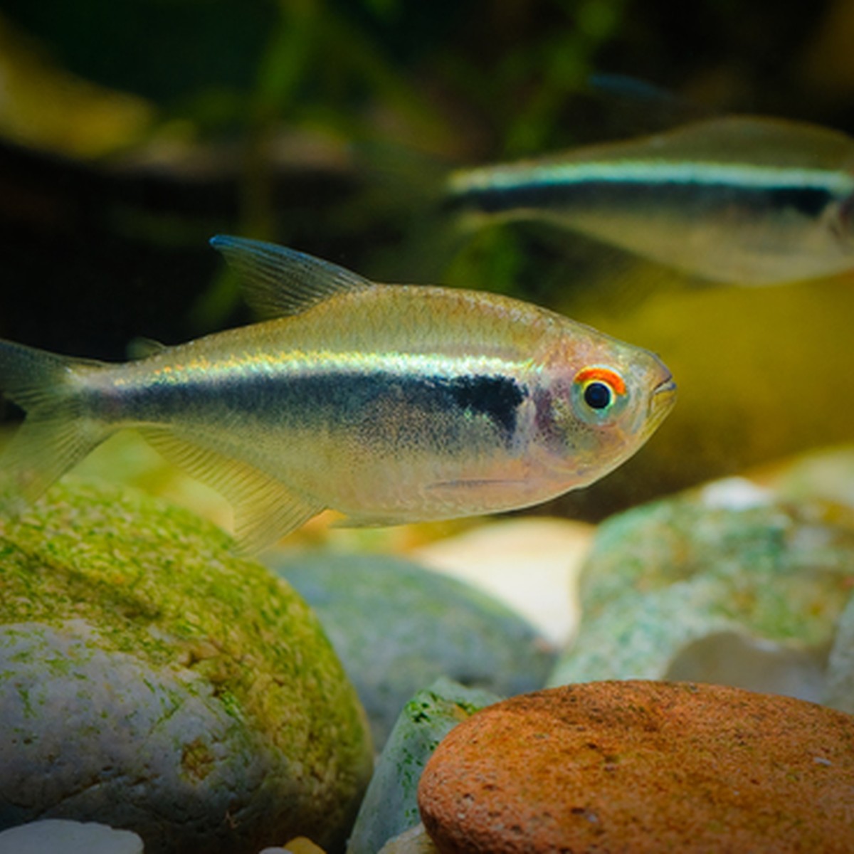 Black Neon Tetra