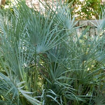Mediterranean Fan Palm 15 Gal