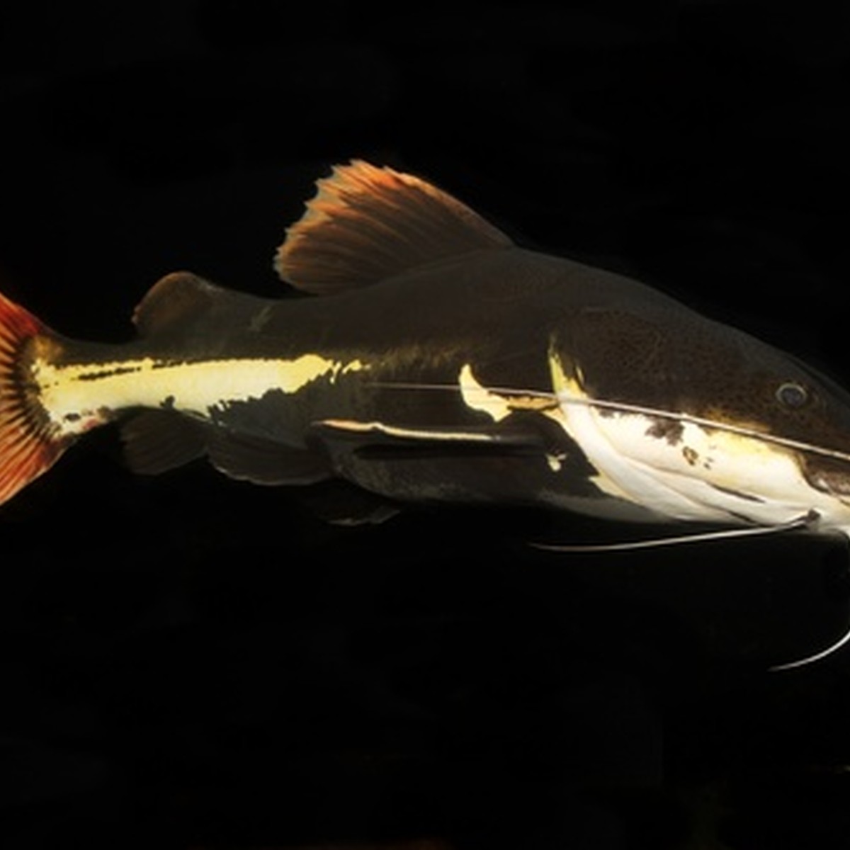 Redtail Catfish