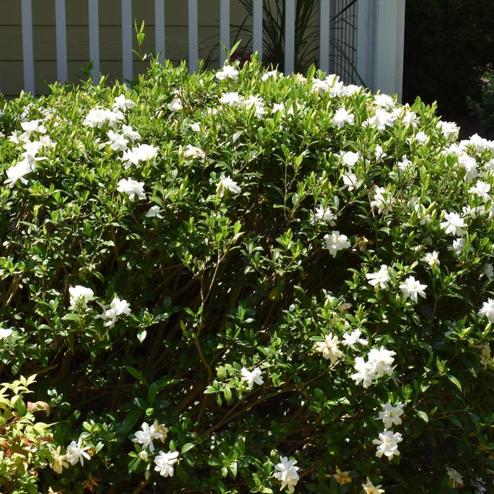 Gardenia Diamond Spire 3 Gal