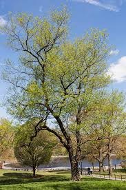 Black Cherry (Prunus), 3 gallon