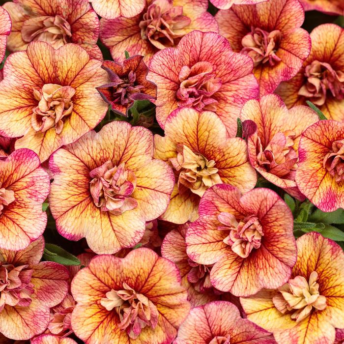 Million Bells Superbells Yellow PW Quart