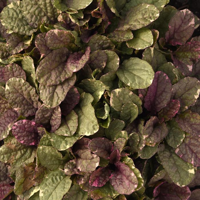 Ajuga Giant 1 Gal