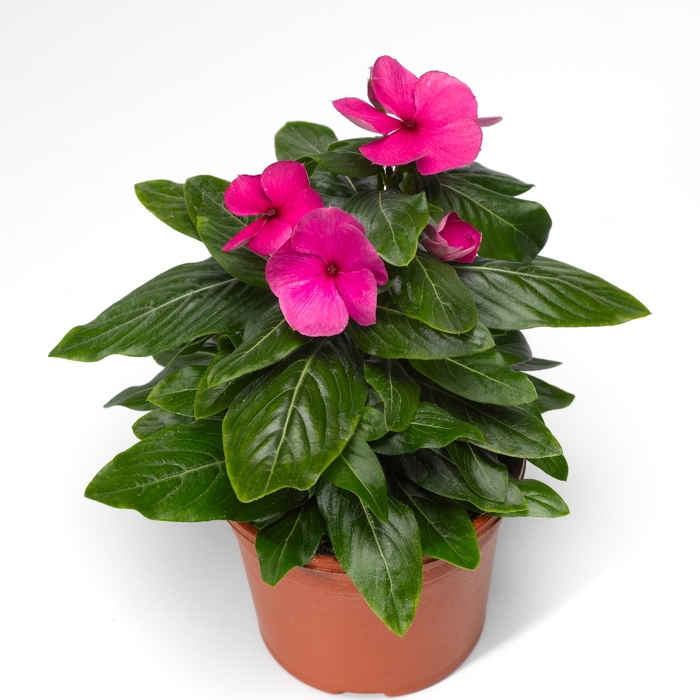 Vinca Cora Cascade Mix 10" HB