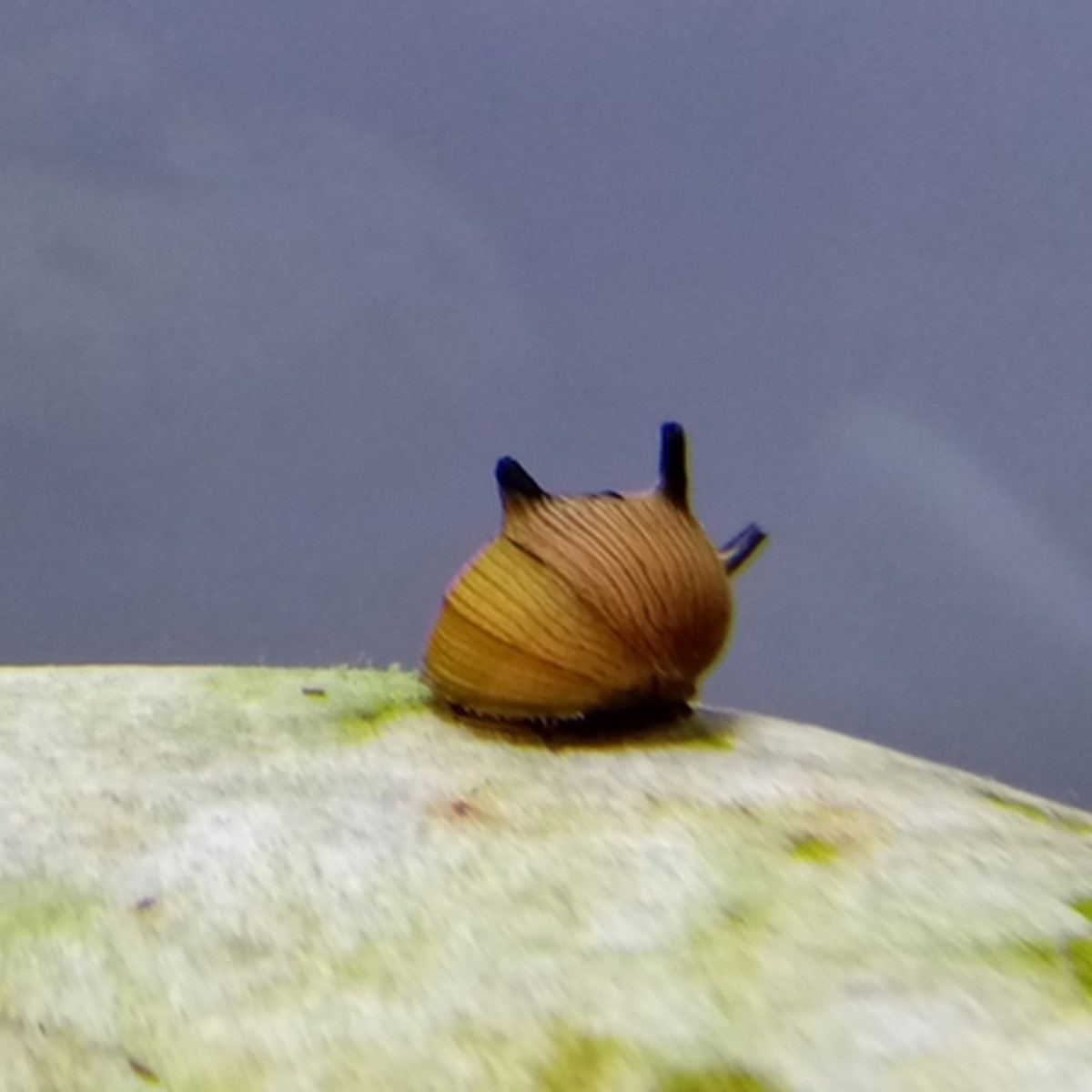 Assorted Nerite Snail