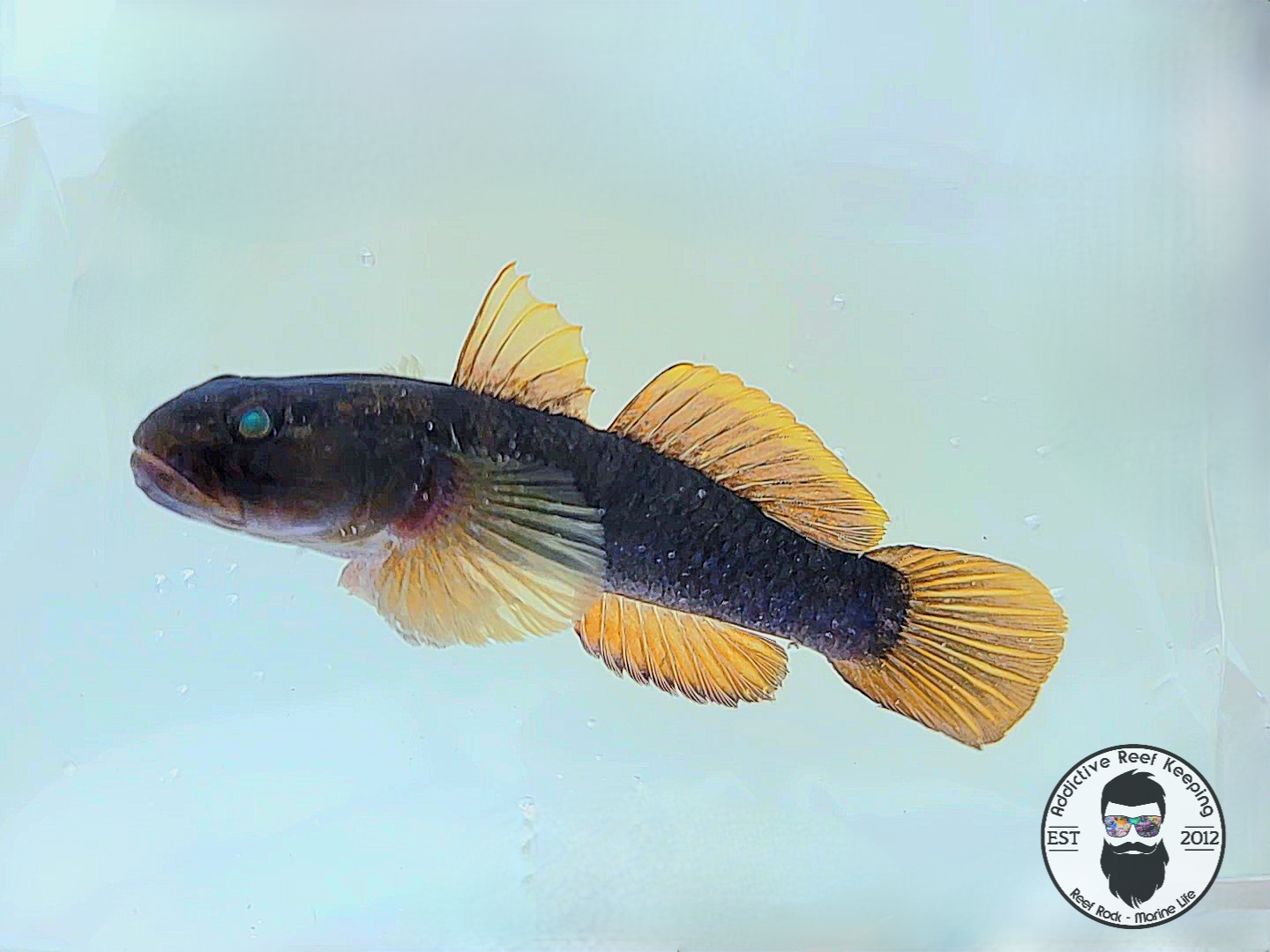 Caribbean Yellow Fin Goby- WYSIWYG