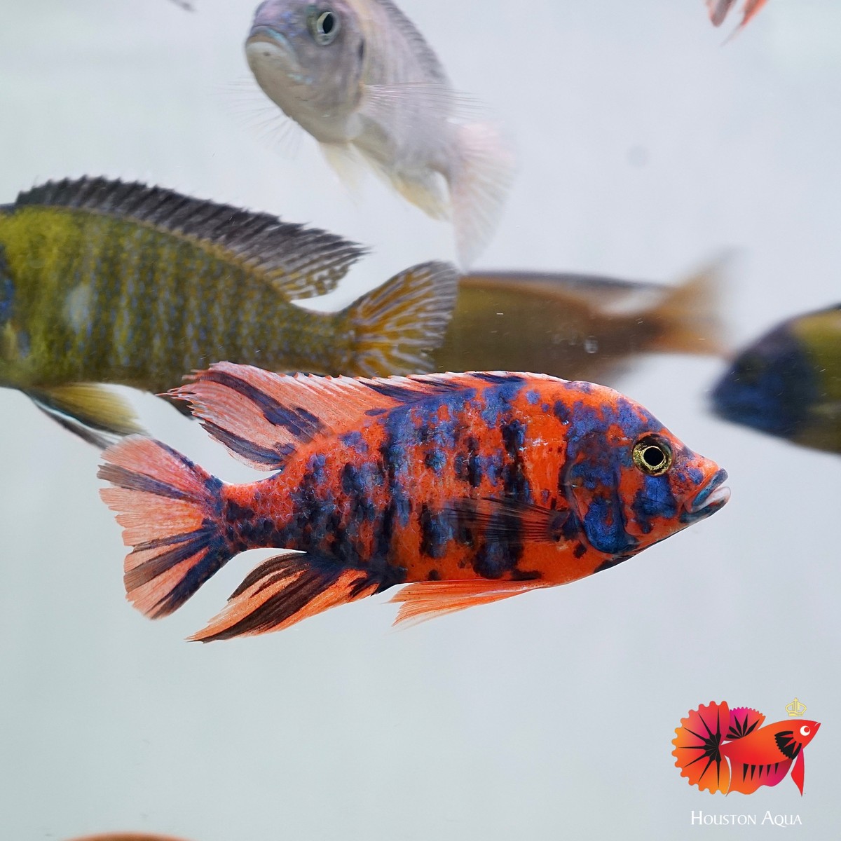OB peacock
