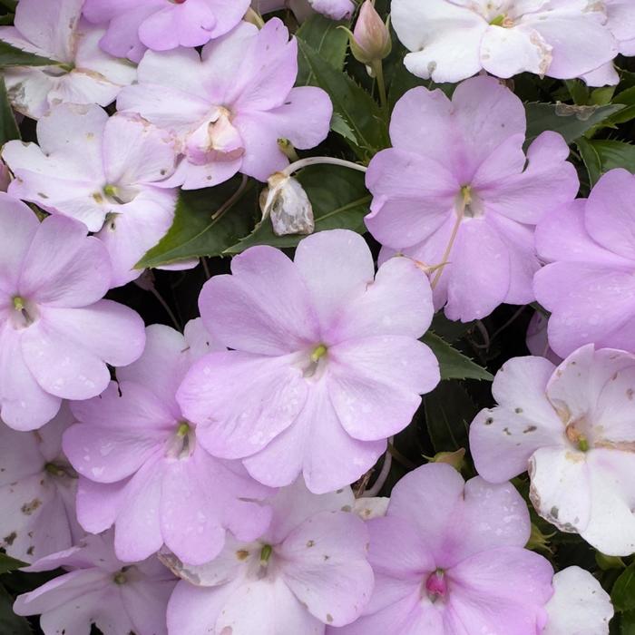 Sunpatiens Compact Electric Orange Quart