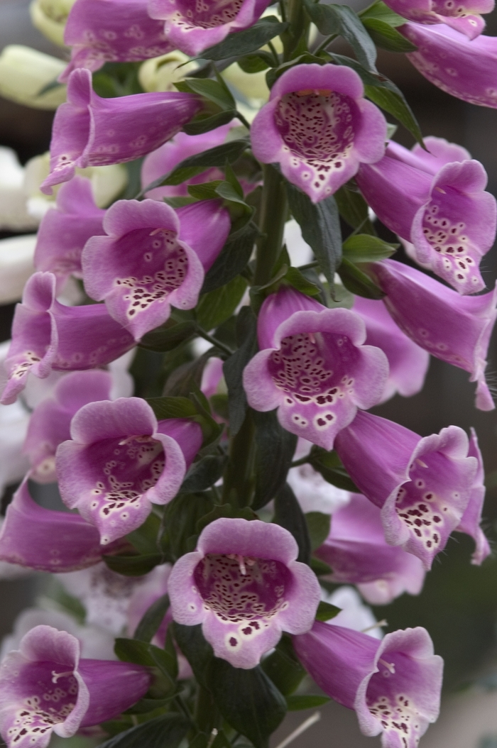 Foxglove Dalmation Cream 1 Gal