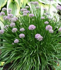 Summer Beauty Ornamental Onion (Allium), 1 gallon
