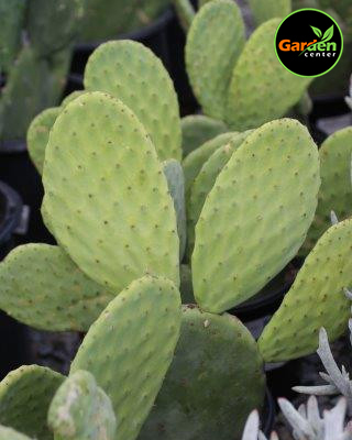 Dwarf Fig Cactus at Garden Center of Las Cruces