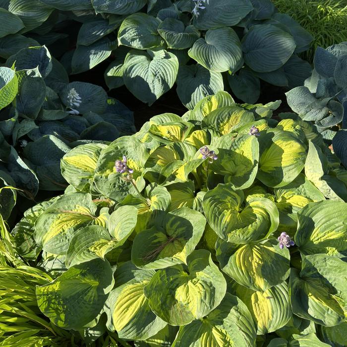 Hosta Big Daddy 2 Gal