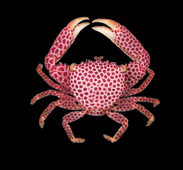 Acropora Crab Assorted