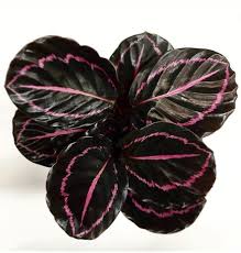 Calathea 'Dottie', 4"