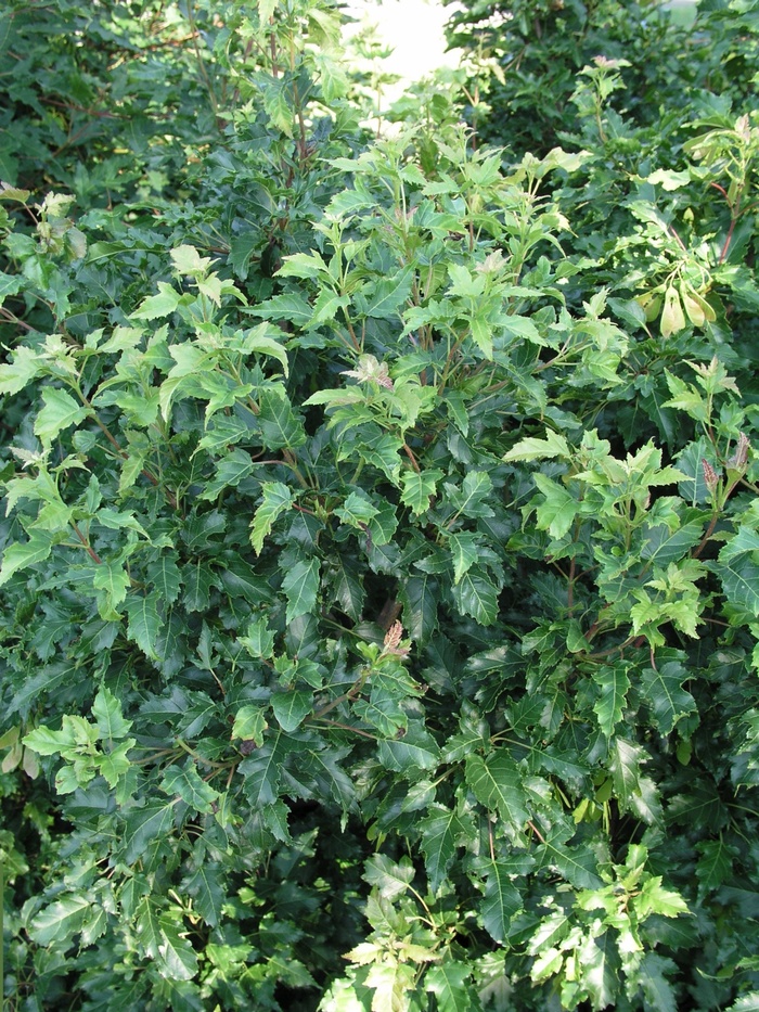 Japanese Maple Orange Flame 15 Gal 3-4'