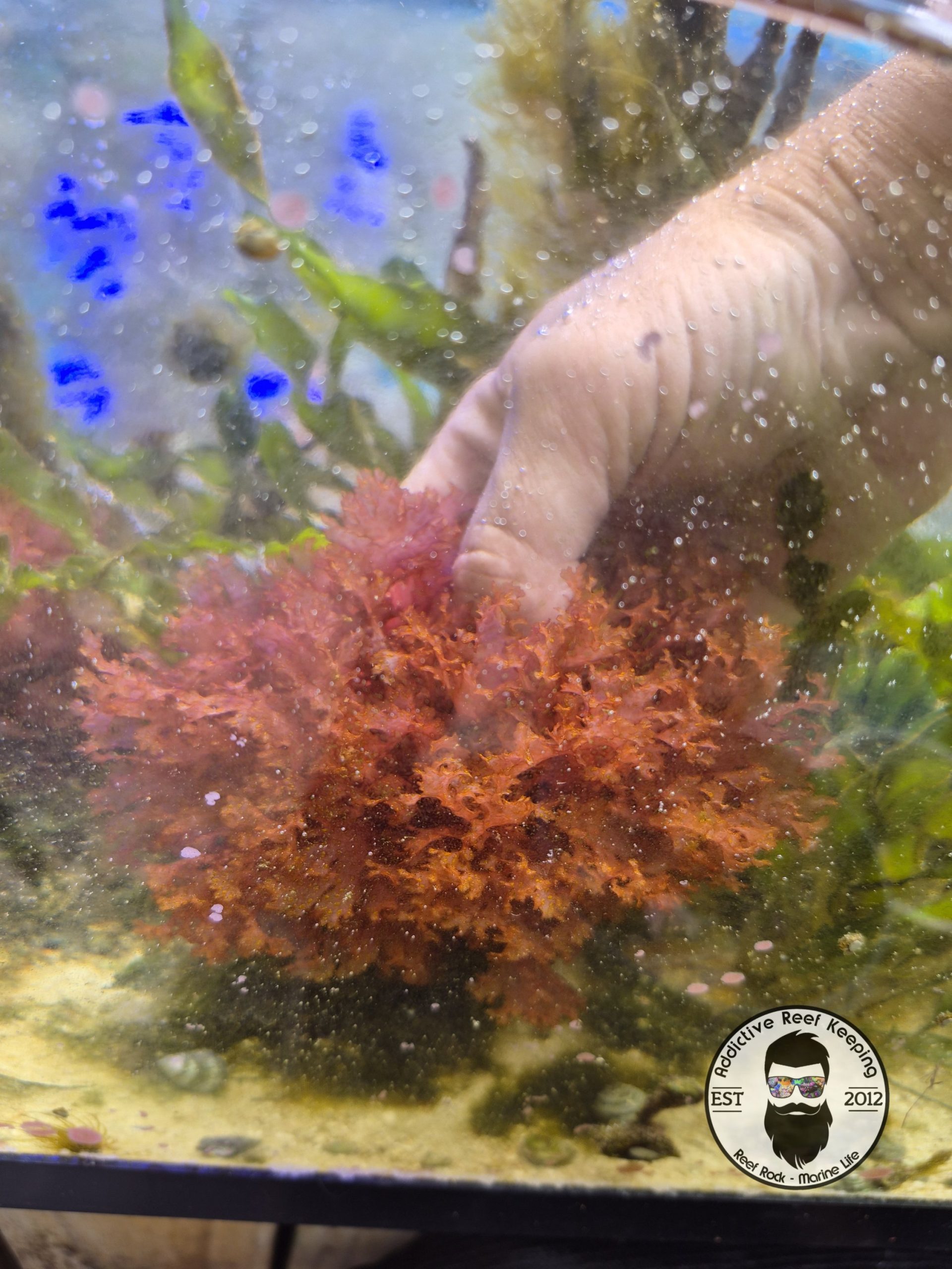 Atomic Broccoli Algae Burning Bush – 1 cup (Red with Bright Orange Specks)