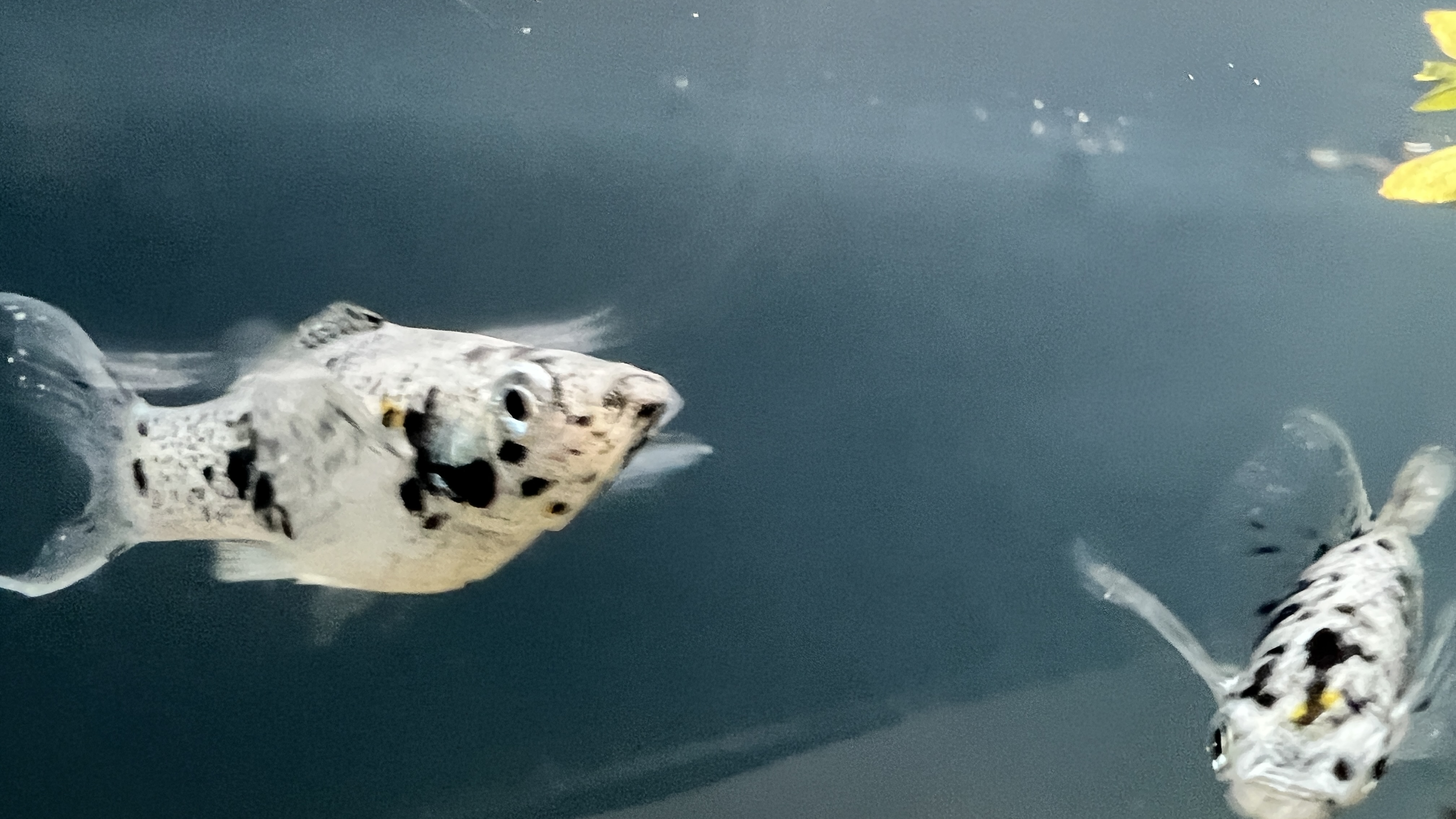 Dalmatian Lyretail Molly