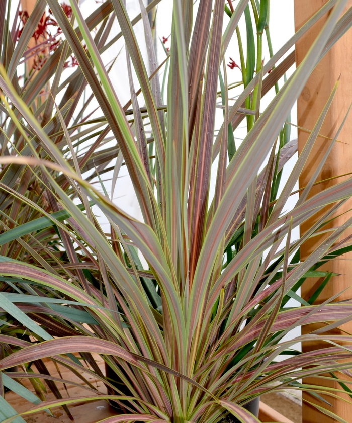 Cordyline Auntie Lou 10"