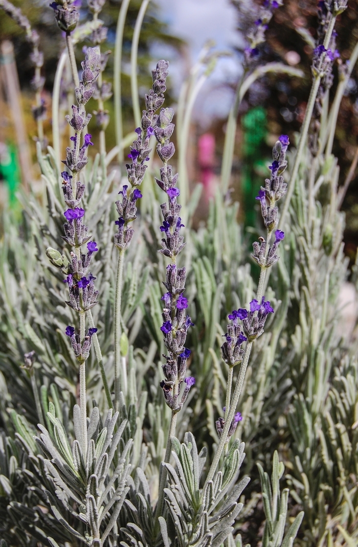 Lavandula 1 Gal