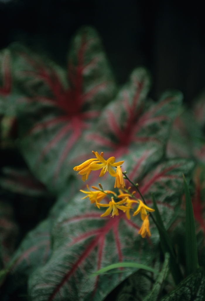 Caladium Red Flash Quart