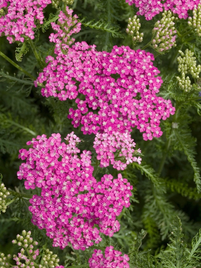 Yarrow Moonshine 1 Gal